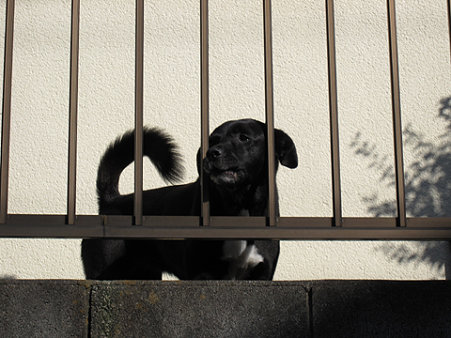 07_犬