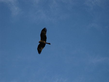 18_鳶