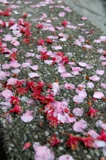 散った花びら
