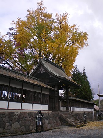 阿蘇神社の銀杏