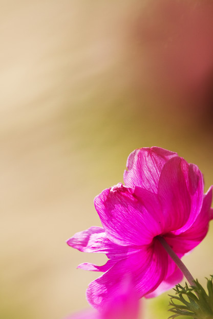 花の見る方へ