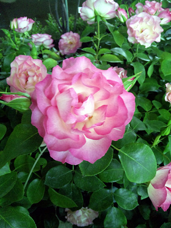 DVC00017_edited