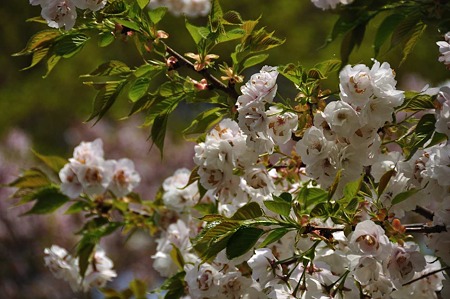 1005051209_DSC_5506