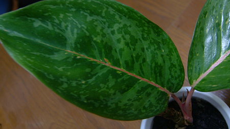 DSCF8833