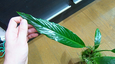 DSCF3776