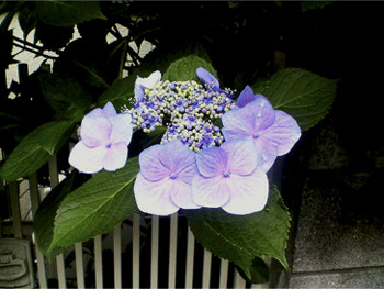 20091007_3020860