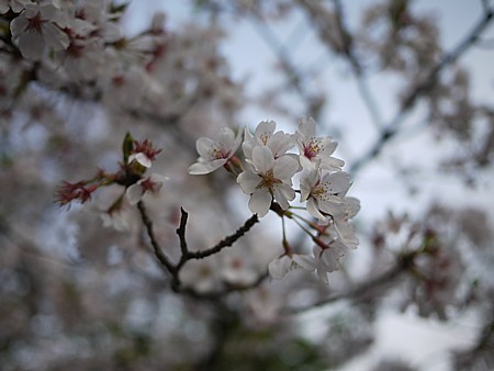 花見事情 2011