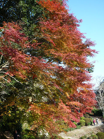 御船山楽園の紅葉(13)