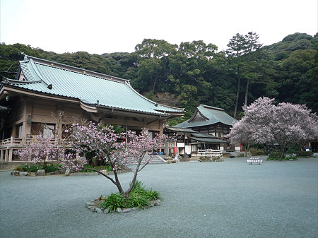 鎮国寺の緋寒桜と梅(4)