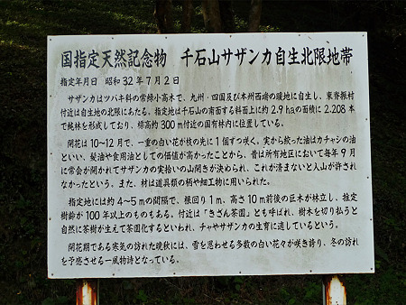 道の駅吉野ヶ里~干石山のサザンカ(8)