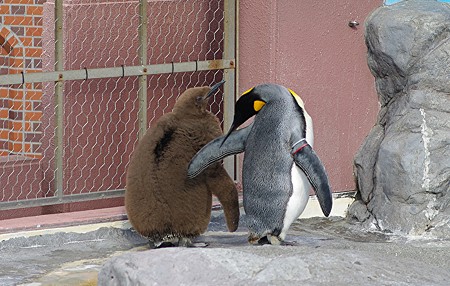 ペンギン親子