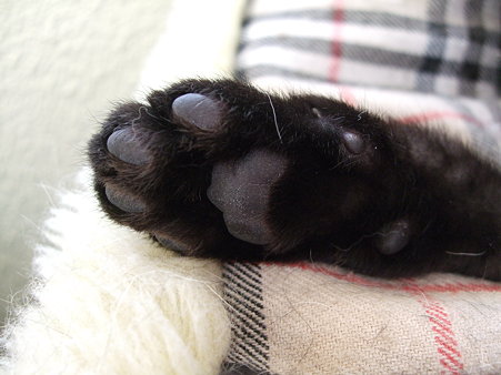 くろっちの肉球 黒猫の福家の出来事 楽天ブログ
