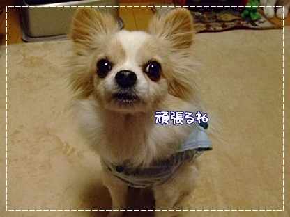 頑張る