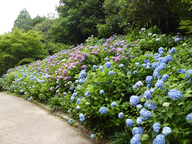 神戸市立森林植物園　あじさい坂のヒメアジサイ