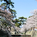 夙川バラ園南の桜