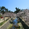 苦楽園駅前の橋から眺めた桜