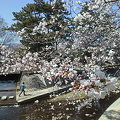 夙川駅北側の桜2