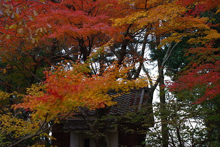 091129龍潭寺紅葉03