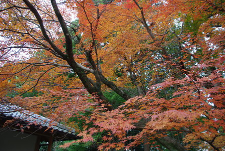091129龍潭寺紅葉05