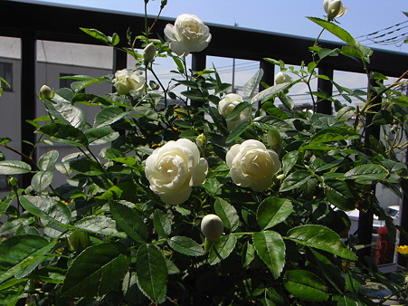 R0012618