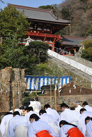 大銀杏再生祈願 05