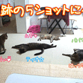 Photos: 120708-【猫クイズ】奇跡のショットにゃ！～解答編